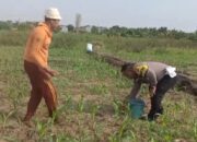 Polisi Bangil Aktif Bersama Kelompok Tani Gempeng Monitoring Lahan Jagung