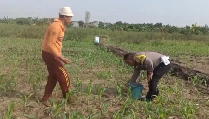 Polisi Bangil Aktif Bersama Kelompok Tani Gempeng Monitoring Lahan Jagung