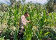 Kapolsek Rimba Melintang Cek Perkembangan Ketahanan Pangan Jagung Pipil di Kepenghuluan Harapan Jaya