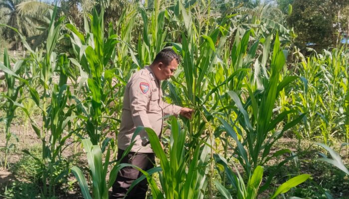 Kapolsek Rimba Melintang Cek Perkembangan Ketahanan Pangan Jagung Pipil di Kepenghuluan Harapan Jaya