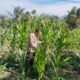 Kapolsek Rimba Melintang Cek Perkembangan Ketahanan Pangan Jagung Pipil di Kepenghuluan Harapan Jaya