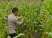 Bhabinkamtibmas Polsek Rimba Melintang Cek Perkembangan Program Ketahanan Pangan Penanaman Jagung