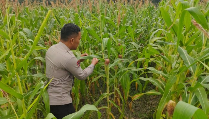 Bhabinkamtibmas Polsek Rimba Melintang Cek Perkembangan Program Ketahanan Pangan Penanaman Jagung
