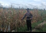 Kapolsek Rimba Melintang Pantau Ketahanan Pangan, Tanaman Jagung Diserang Hama Tikus hingga Terancam Gagal Panen