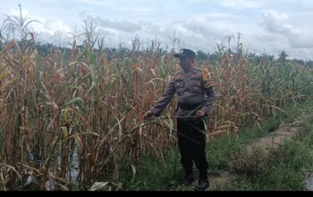 Kapolsek Rimba Melintang Pantau Ketahanan Pangan, Tanaman Jagung Diserang Hama Tikus hingga Terancam Gagal Panen