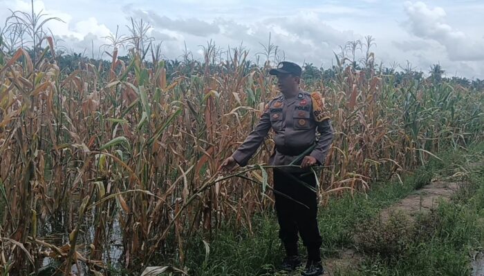 Kapolsek Rimba Melintang Pantau Ketahanan Pangan, Tanaman Jagung Diserang Hama Tikus hingga Terancam Gagal Panen