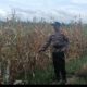 Kapolsek Rimba Melintang Pantau Ketahanan Pangan, Tanaman Jagung Diserang Hama Tikus hingga Terancam Gagal Panen
