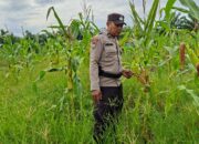 POLSEK RIMBA MELINTANG TERUS DUKUNG KETAHANAN PANGAN, LAKUKAN PENGECEKAN PERKEMBANGAN TANAMAN JAGUNG DI LENGGADAI HILIR