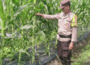 POLSEK RIMBA MELINTANG INTENSIFKAN PERAWATAN JAGUNG, DUKUNG KETAHANAN PANGAN DAN ASTA CITA PRESIDEN RI