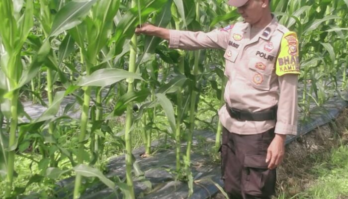 POLSEK RIMBA MELINTANG INTENSIFKAN PERAWATAN JAGUNG, DUKUNG KETAHANAN PANGAN DAN ASTA CITA PRESIDEN RI
