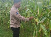 POLSEK RIMBA MELINTANG SERIUS DUKUNG KETAHANAN PANGAN NASIONAL, PERKEMBANGAN TANAMAN JAGUNG DI LAHAN 2 HEKTARE TERUS DIPANTAU