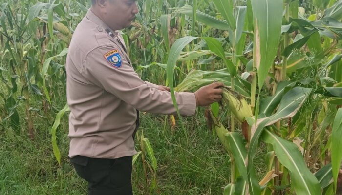 POLSEK RIMBA MELINTANG SERIUS DUKUNG KETAHANAN PANGAN NASIONAL, PERKEMBANGAN TANAMAN JAGUNG DI LAHAN 2 HEKTARE TERUS DIPANTAU