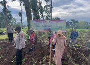 Polri Turun ke Lahan, Dampingi Petani Tanam Jagung Kuartal IV Dukung Swasembada Pangan di Pasuruan