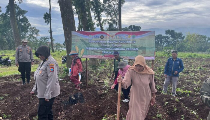 Polri Turun ke Lahan, Dampingi Petani Tanam Jagung Kuartal IV Dukung Swasembada Pangan di Pasuruan