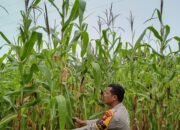 Bhabinkamtibmas Karya Mukti Cek Pertumbuhan Jagung, Dukung Ketahanan Pangan Nasional di Rimba Melintang