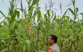 Bhabinkamtibmas Karya Mukti Cek Pertumbuhan Jagung, Dukung Ketahanan Pangan Nasional di Rimba Melintang
