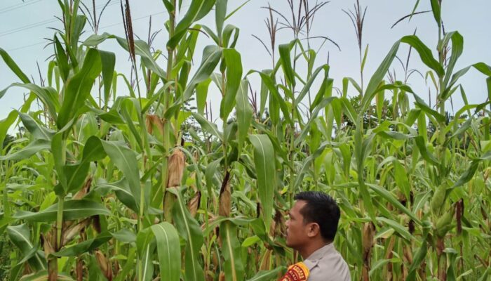 Bhabinkamtibmas Karya Mukti Cek Pertumbuhan Jagung, Dukung Ketahanan Pangan Nasional di Rimba Melintang