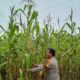 Bhabinkamtibmas Karya Mukti Cek Pertumbuhan Jagung, Dukung Ketahanan Pangan Nasional di Rimba Melintang