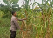 Polsek Rimba Melintang Pantau Perkembangan Jagung Ketahanan Pangan, Wujud Dukungan Program Nasional