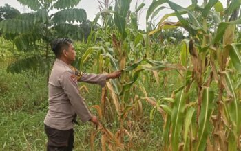 Polsek Rimba Melintang Pantau Perkembangan Jagung Ketahanan Pangan, Wujud Dukungan Program Nasional