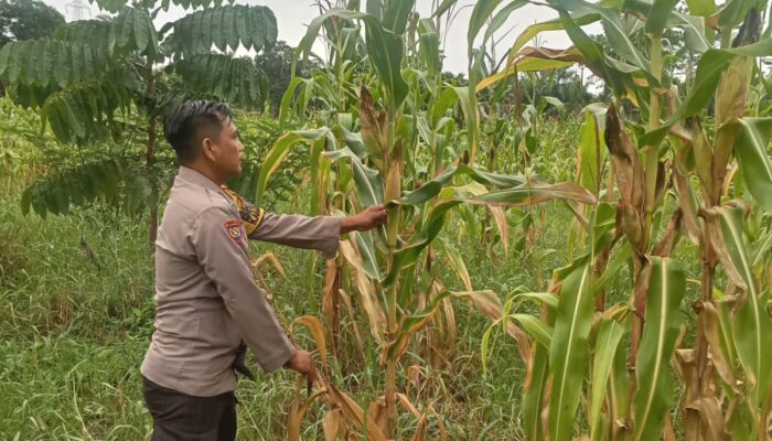 Polsek Rimba Melintang Pantau Perkembangan Jagung Ketahanan Pangan, Wujud Dukungan Program Nasional