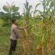 Polsek Rimba Melintang Pantau Perkembangan Jagung Ketahanan Pangan, Wujud Dukungan Program Nasional