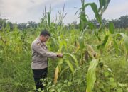 Kapolsek Rimba Melintang Pantau Langsung Program Ketahanan Pangan, Jagung di PT GMR Tumbuh Subur