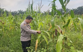Kapolsek Rimba Melintang Pantau Langsung Program Ketahanan Pangan, Jagung di PT GMR Tumbuh Subur