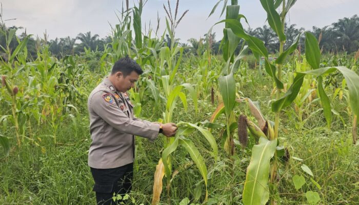 Kapolsek Rimba Melintang Pantau Langsung Program Ketahanan Pangan, Jagung di PT GMR Tumbuh Subur