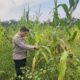 Kapolsek Rimba Melintang Pantau Langsung Program Ketahanan Pangan, Jagung di PT GMR Tumbuh Subur