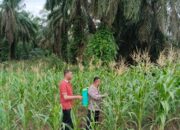 Kapolsek Rimba Melintang Pastikan Ketahanan Pangan Berjalan, Jagung Pipil di Harapan Jaya Tumbuh Subur