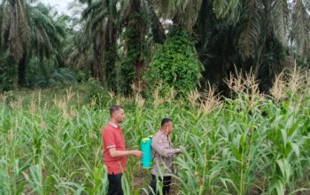 Kapolsek Rimba Melintang Pastikan Ketahanan Pangan Berjalan, Jagung Pipil di Harapan Jaya Tumbuh Subur