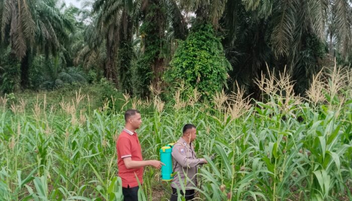 Kapolsek Rimba Melintang Pastikan Ketahanan Pangan Berjalan, Jagung Pipil di Harapan Jaya Tumbuh Subur