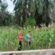 Kapolsek Rimba Melintang Pastikan Ketahanan Pangan Berjalan, Jagung Pipil di Harapan Jaya Tumbuh Subur