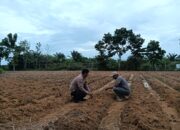 Bhabinkamtibmas dan PPL Bergerak Cepat, Jagung Ketahanan Pangan di Harapan Jaya Tumbuh Subur