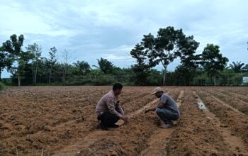 Bhabinkamtibmas dan PPL Bergerak Cepat, Jagung Ketahanan Pangan di Harapan Jaya Tumbuh Subur