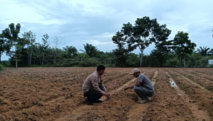 Bhabinkamtibmas dan PPL Bergerak Cepat, Jagung Ketahanan Pangan di Harapan Jaya Tumbuh Subur