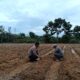 Bhabinkamtibmas dan PPL Bergerak Cepat, Jagung Ketahanan Pangan di Harapan Jaya Tumbuh Subur