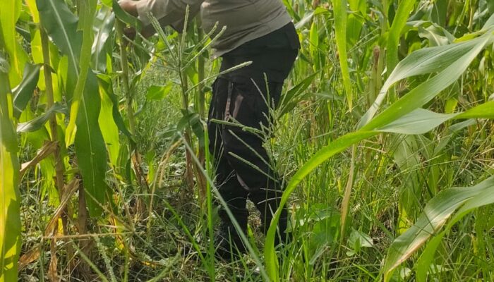 Kapolsek Rimba Melintang Pantau Langsung Perkembangan Jagung Ketahanan Pangan, Wujud Dukungan Program Nasional