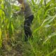 Kapolsek Rimba Melintang Pantau Langsung Perkembangan Jagung Ketahanan Pangan, Wujud Dukungan Program Nasional