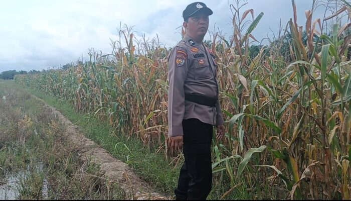 Polsek Rimba Melintang Cek Jagung Ketahanan Pangan di Teluk Pulau Hulu Terancam, Serangan Tikus Picu Gagal Panen