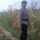 Polsek Rimba Melintang Cek Jagung Ketahanan Pangan di Teluk Pulau Hulu Terancam, Serangan Tikus Picu Gagal Panen