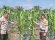 POLSEK RIMBA MELINTANG CEK PERKEMBANGAN JAGUNG KETAHANAN PANGAN, DUKUNG PROGRAM ASTA CITA PRESIDEN