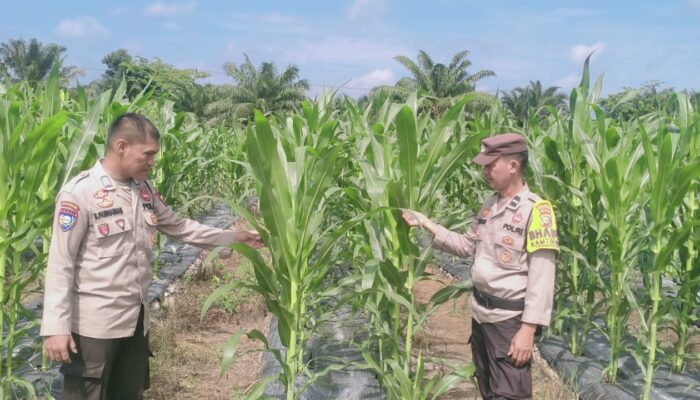 POLSEK RIMBA MELINTANG CEK PERKEMBANGAN JAGUNG KETAHANAN PANGAN, DUKUNG PROGRAM ASTA CITA PRESIDEN