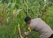Polsek Rimba Melintang Intensif Pantau Perkembangan Jagung Ketahanan Pangan di Lahan 2 Hektare