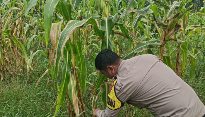 Polsek Rimba Melintang Intensif Pantau Perkembangan Jagung Ketahanan Pangan di Lahan 2 Hektare