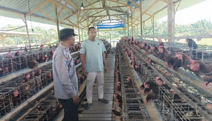 Bhabinkamtibmas Polsek Rembang Laksanakan Pemantauan Peternakan Ayam Petelur Dukung Ketahanan Pangan Nasional