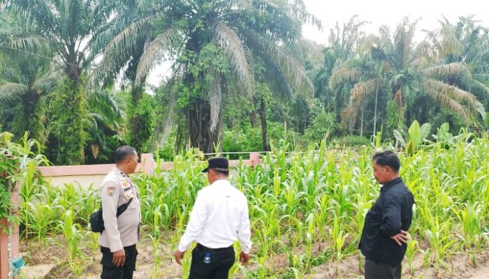 Terik Kemarau Hambat Pertumbuhan Jagung, Polsek Rimba Melintang Intensifkan Pemantauan Ketahanan Pangan