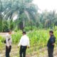 Terik Kemarau Hambat Pertumbuhan Jagung, Polsek Rimba Melintang Intensifkan Pemantauan Ketahanan Pangan