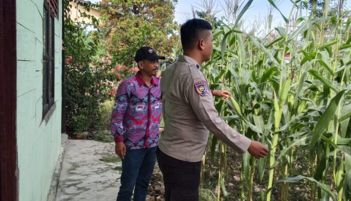 POLSEK RIMBA MELINTANG PASTIKAN PROGRAM KETAHANAN PANGAN BERJALAN, TANAMAN JAGUNG DI KARYA MUKTI TUMBUH BAIK